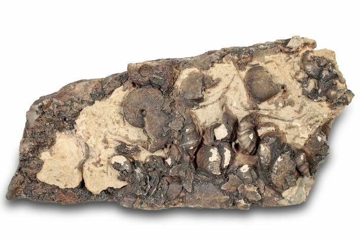 Detailed Jurassic Ammonites in Rock - Morocco #295350
